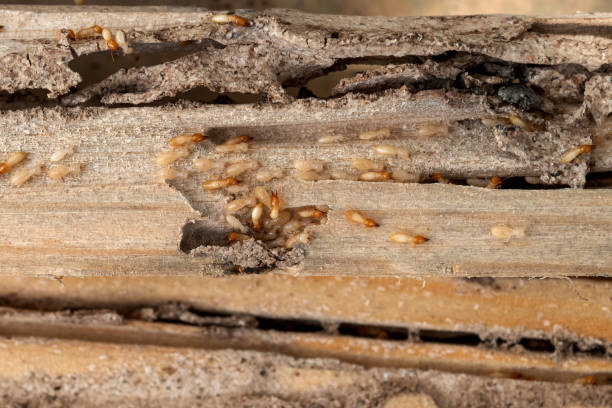 Pest Prevention Services in Waldorf, MD